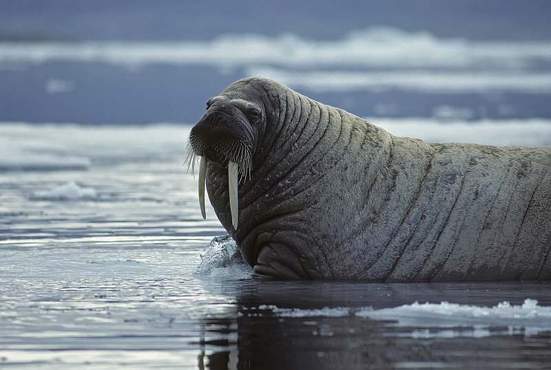 SV MEANDER | Frühling in Spitzbergen - Leguan Reisen