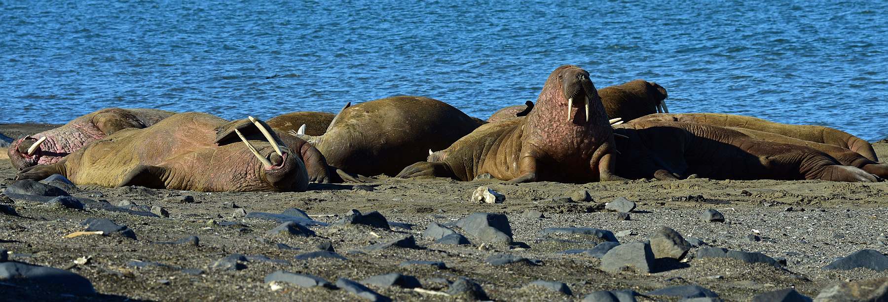 SV MEANDER | Spitzbergen Umrundung - Leguan Reisen