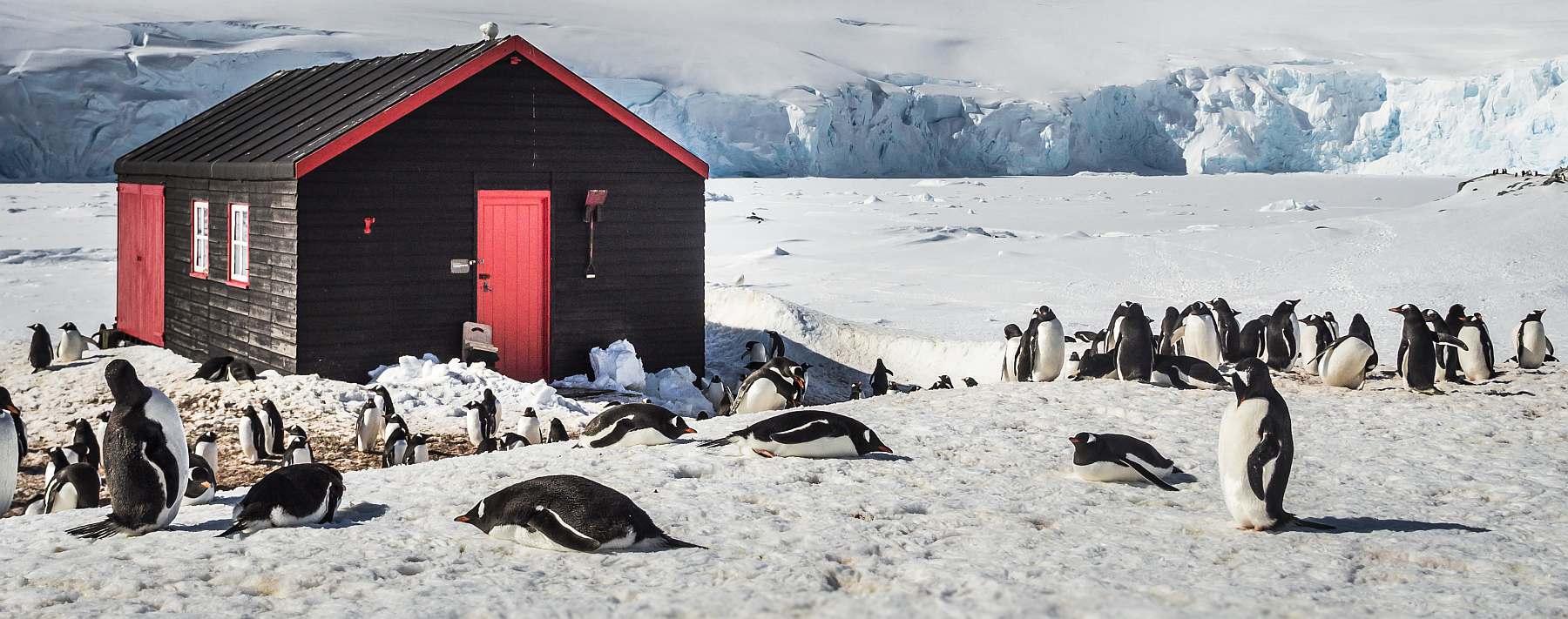 Klassische Antarktis Reise einschließlich Deception-Island | MS HONDIUS - Leguan Reisen