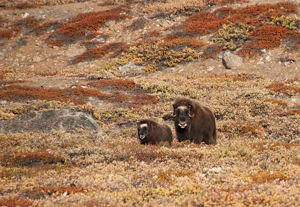 Expedition in den Scoresby Sund, inklusive langer Wanderungen | MS HONDIUS - Leguan Reisen
