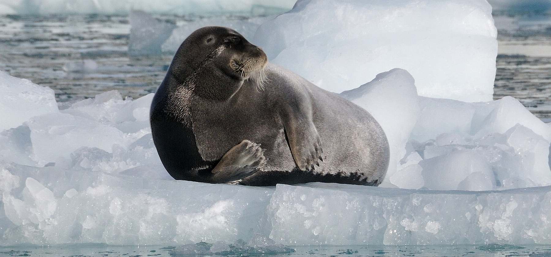 Expedition in den Scoresby Sund, inklusive langer Wanderungen | MS HONDIUS - Leguan Reisen