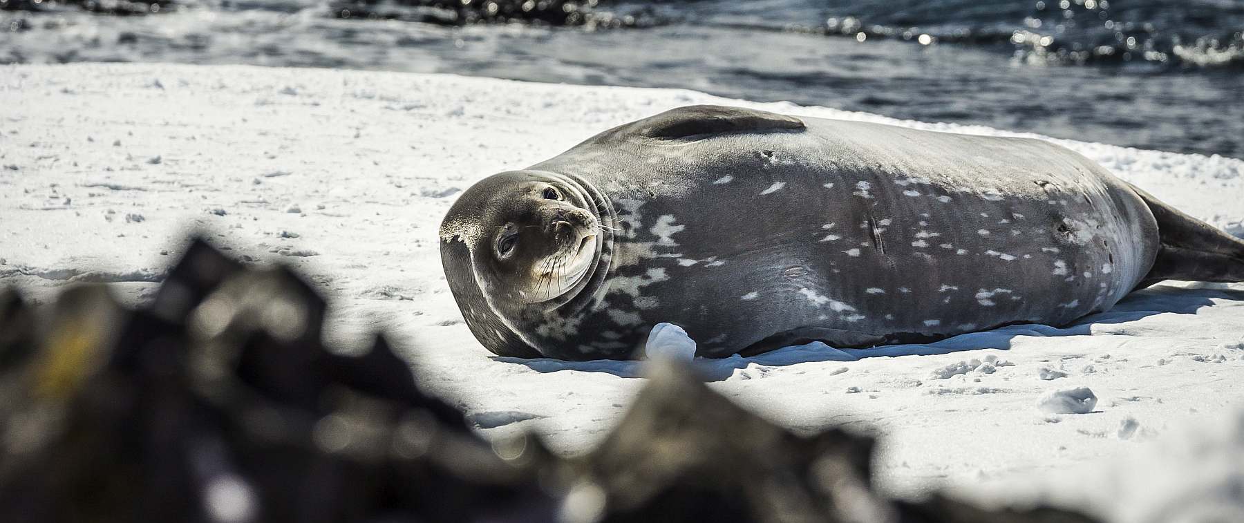 Antarktis-Basecamp: Expedition ins Eis - Aktiv, Abenteuerlich, Einzigartig | MS HONDIUS - Leguan Reisen